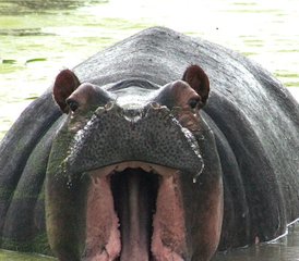 11 Tage Luxus-Lodge-Safari in Tansania - Photo 4