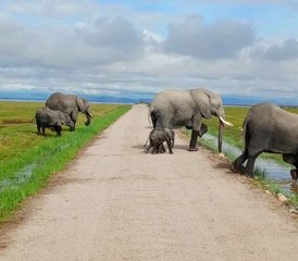 7 Day Kenya Wildlife Safari in Masai Mara, Lake Nakuru, Lake Naivasha, and Amboseli - Photo 5
