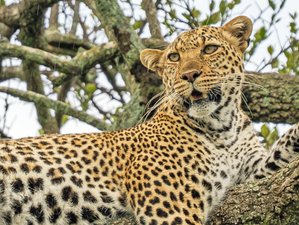 5 Day Lake Nakuru and Masai Mara Safari in Kenya