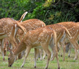 3 días de safari en el Parque Nacional Kumana, en Sri Lanka, con safari matutino por la laguna y los manglares - Photo 5
