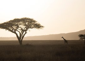 Serengeti Nationalpark Retreats und Reisen