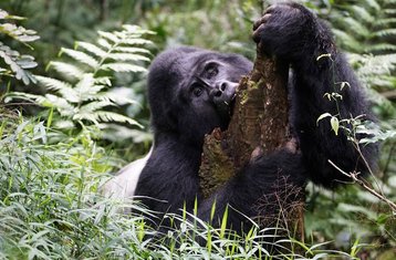 3 Tage Uganda Gorilla Trekking Safari im Bwindi Impenetrable Nationalpark
