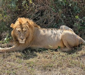 4 Tage Komfortable Mittelklasse-Safari in Tansania - Photo 5