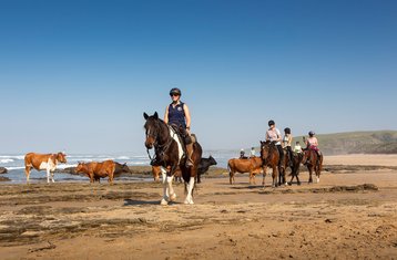 29 Tage Arbeitsreit-Urlaub; Wie Ein Einheimischer Leben, Mit Pferden An Der Wilden Küste Südafrika Verbinden
