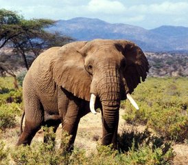3 días de safari de lujo en la Reserva Nacional de Samburu, Kenia - Photo 3