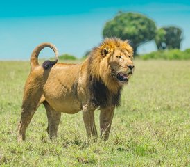 58 Tage Best-of-Uganda-Wildtier-Safari in beeindruckenden Nationalparks - Photo 1