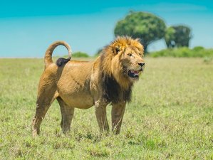 8 Day Best of Uganda Wildlife Safari at Incredible National Parks