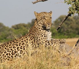 8 jours en stage de safari au Masai Mara - lac Manyara - Ngorongoro au Kenya et en Tanzanie - Photo 5