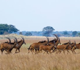 8 Tage Campingsafari in den Liuwa Ebenen und im Kafue Nationalpark in Sambia - Photo 2