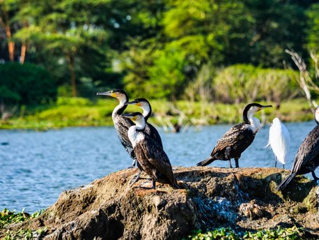 Nakurusee Nationalpark