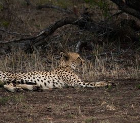 5-Tage Klassische Big-Five-Safari im Balule Nature Reserve und Kruger Nationalpark, Südafrika - Photo 2
