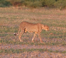 9-Daagse Kalahari Special Safari in Botswana - Photo 4
