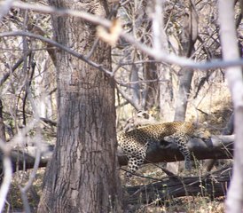 7-Daagse Safari Tour in Botswana - Photo 2
