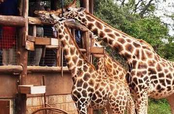 Ganztägiger Nicht-Residierender Elefantenwaisenhaus- und Giraffe-Center-Safari in Kenia