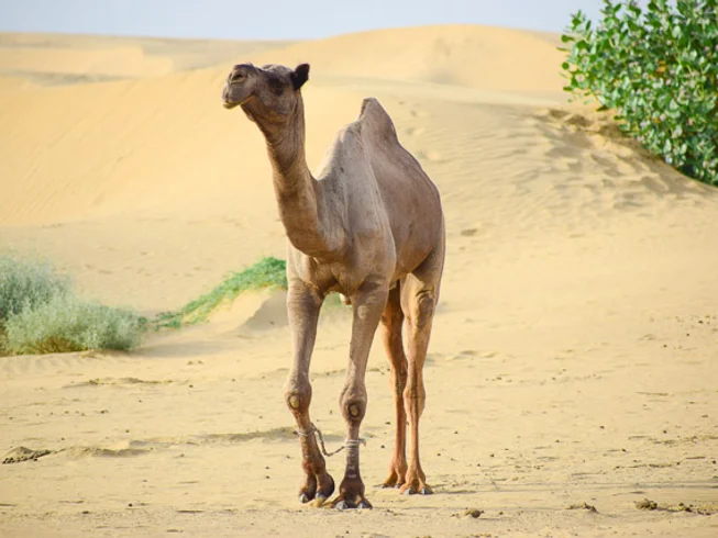 8 Days Rajasthan Desert Festival Guided Motorcycle Tour  photo 10