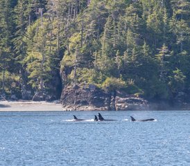 4 jours kayak & observation des baleines, Alder Bay, Canada - Photo 3