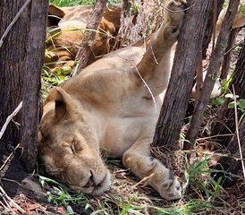 6 jours safari en Tanzanie dans les parcs nationaux de Nyerere et de Mikumi, Tanzanie - Photo 4