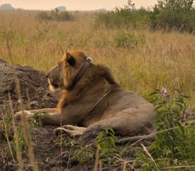 3 jours safari faune au lac Mburo, Ouganda - Photo 2