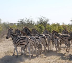 5-Daagse Ongelooflijke Safari in Zimbabwe Zambia Botswana en Namibië - Photo 2
