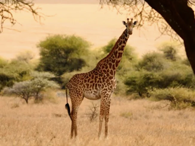 11 Day Guided Motorcycle Tour in Tanzania and Zanzibar photo 9