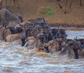 7 Day Masai Mara, Lake Nakuru, and Amboseli Camping Safari in Kenya - Photo 3