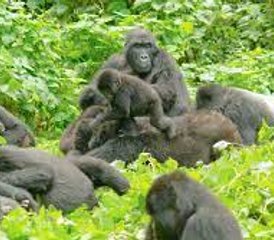 3 días de safari fascinante con gorilas en el Parque Nacional Impenetrable de Bwindi - Photo 3