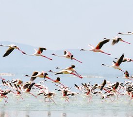 5-Daagse Kenia Safari in Nakuru, Naivasha en Amboseli - Photo 3