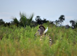 Botswana Retreats und Reisen