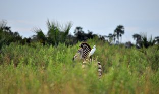 Botswana Retreats & Trips