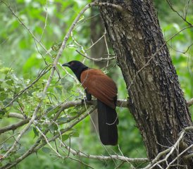 16 días de tour privado de observación de aves en el Parque Nacional de Bardia, las selvas de Chitwan y Nawalpur, y más - Photo 5