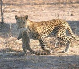 11-Tage Namibia- und Botswana Big-Five Wildnis-Camping-Safari - Photo 5