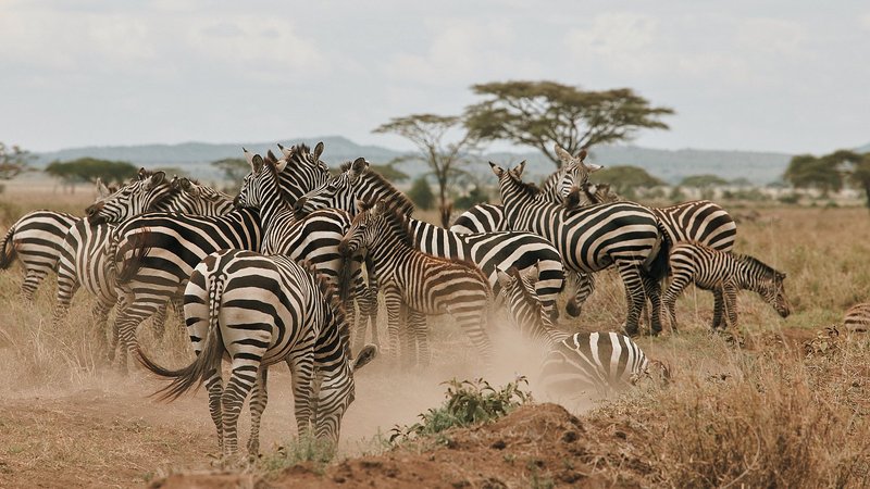 7 Tage Atem der Savanne: Serengeti-Safari in Tansania mit Yoga