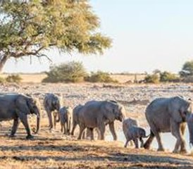 8 días de safari privado por los lugares más destacados de Namibia en Sossusvlei, Swakopmund y Etosha Sur - Photo 4