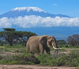 3 jours en stage de safari en camping au parc national d’Amboseli, Kenya - Photo 3