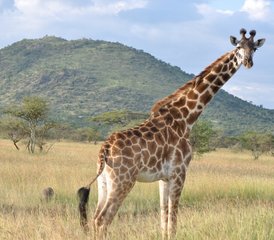 7 jours en stage de camping à Tarangire, Serengeti, cratère du Ngorongoro, Tanzanie - Photo 4
