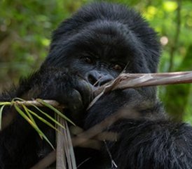 113 Täge Unvergessliche Gorilla-Trekking-Safari im Bwindi Impenetrable Nationalpark, Uganda - Photo 1