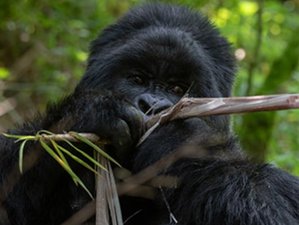 3 Day Unforgettable Gorilla Trekking Safari Holiday in Bwindi Impenetrable National Park, Uganda