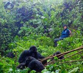 4 jours safari de trekking des gorilles de montagne au parc national des Volcans, Rwanda - Photo 5