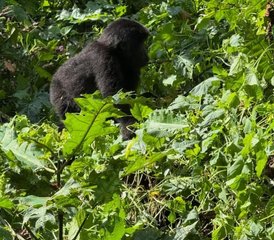 3 Tage Privater Gorilla-Trekking-Safari im Nationalpark Mgahinga, Uganda: Ideal für Kurze Aufenthalte und Erstbesucher - Photo 5