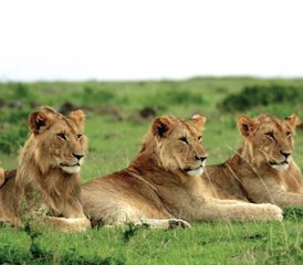 03 Day Maasai Mara Safari in Kenya - Photo 1