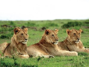 3 jours safari au Masai Mara, Kenya