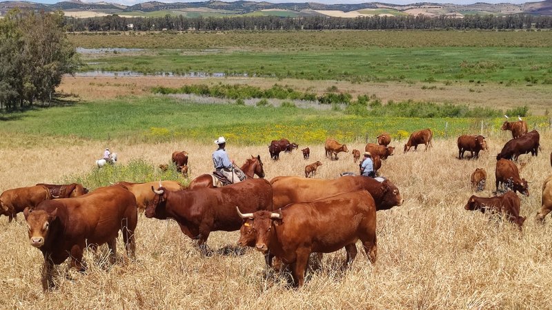 6 Day Ranch Holidays - Cattle Work and Trail in Andalusia, Spain