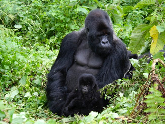 3 Days Gorilla Trekking Safari in Bwindi National Park, Uganda ...