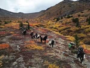 8 Day Grizzly Mountain Horse Riding Camping Trip in Yukon, Canada