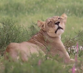 05 jours safari dans le Kgalagadi avec conduite autonome guidée de catégorie intermédiaire, Afrique du Sud - Photo 1