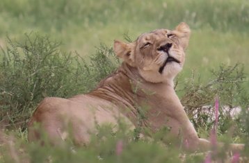 5 Day Kgalagadi Safari in South Africa: Mid-Range Guided Self-Drive Holiday