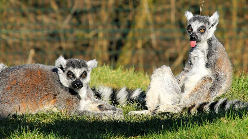 22 Day Private Safari Tour in Madagascar: From Rainforests and Tsingy to Baobabs and Beaches