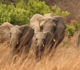4 Tage Günstige Safari im Kafue-Nationalpark, Sambia - Photo 3