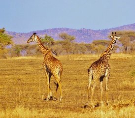 3 Tage Mikumi-Nationalpark und Maasai-Kultur-Erlebnis in Tansania - Photo 4