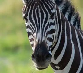 10 días de expedición safari por lo más destacado del norte de Botsuana - Photo 2